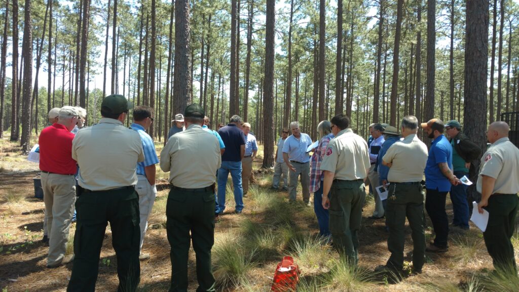 technical professionals and landowners on field trip in longleaf pine forest